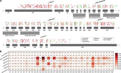 Clinical and Genetic Analysis of CHD7 Expands the Genotype and Phenotype of CHARGE Syndrome